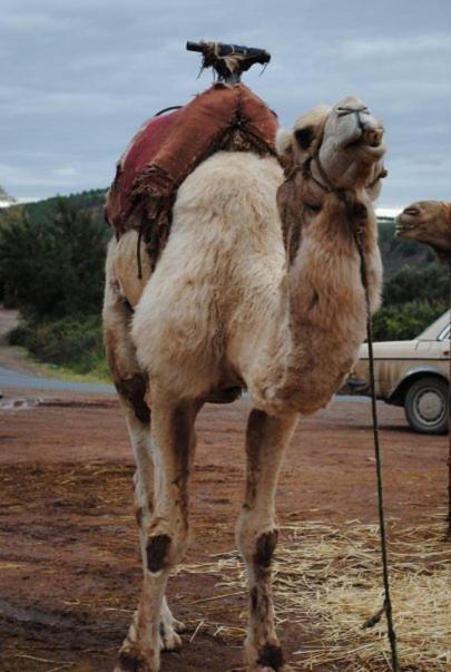 Riad Dar Selen Marrakesz Zewnętrze zdjęcie